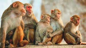 Five monkeys in a cage